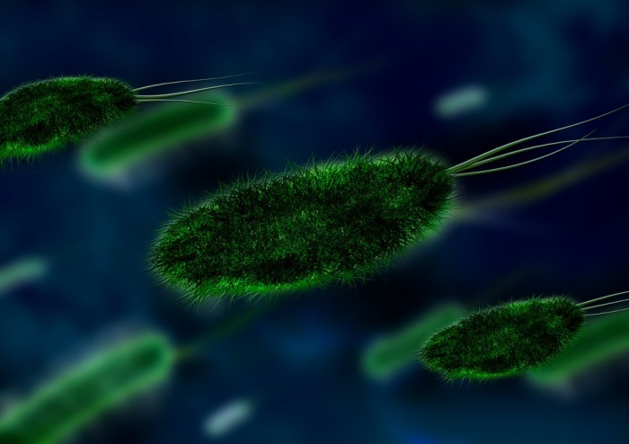 Scientists Discover That Bacteria Have a Collective Memory