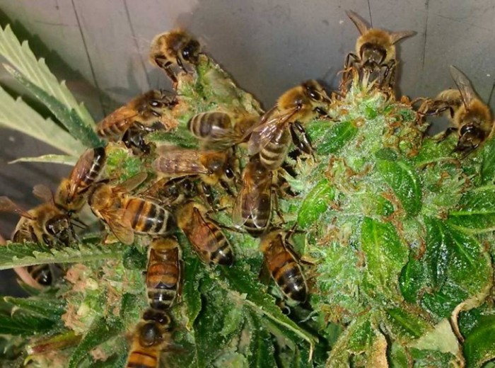 Man Trains Bees to Create Honey From Cannabis Resin