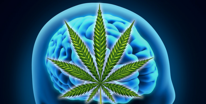 Cannabis Prevents Brain Aging