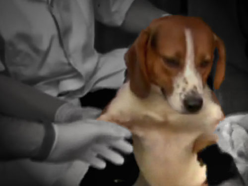 Chinese Create ‘Beefed Up’ Genetically Modified Beagles For Experiments