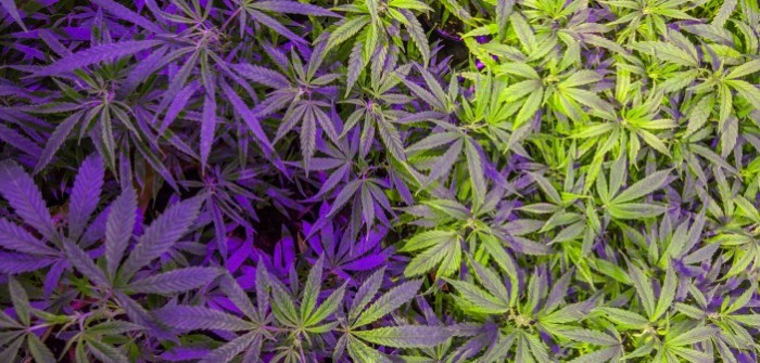 Could New Hampshire See Marijuana Decriminalized?