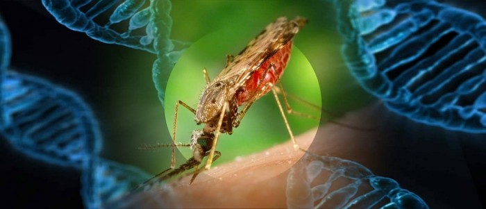 Yale Study: Wild Mosquitoes Retained Genes Of Genetically Modified Mosquitoes