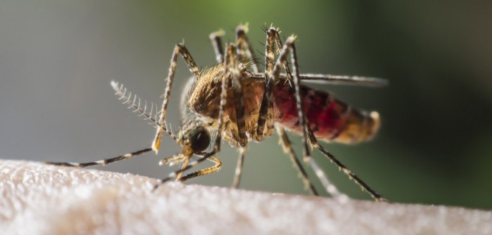 Franken Mosquitoes About to Be Released