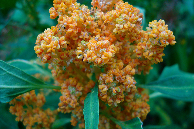 Grow Quinoa in Your Garden