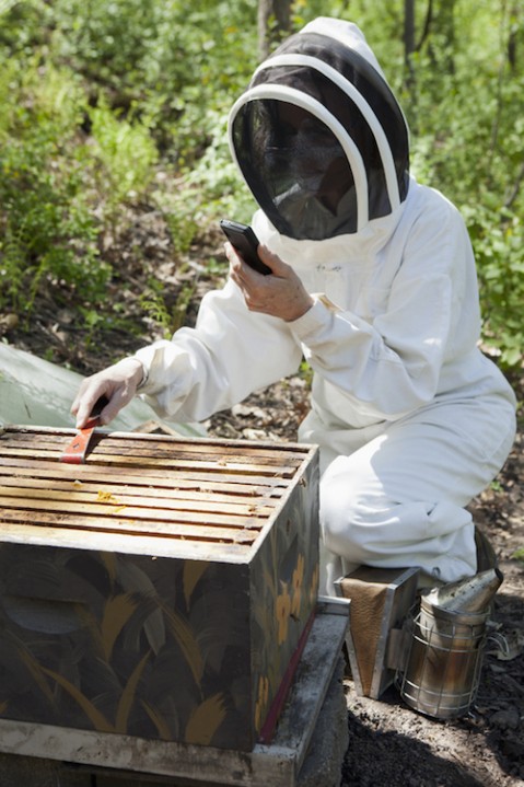 EMF-killing-bees-479x719