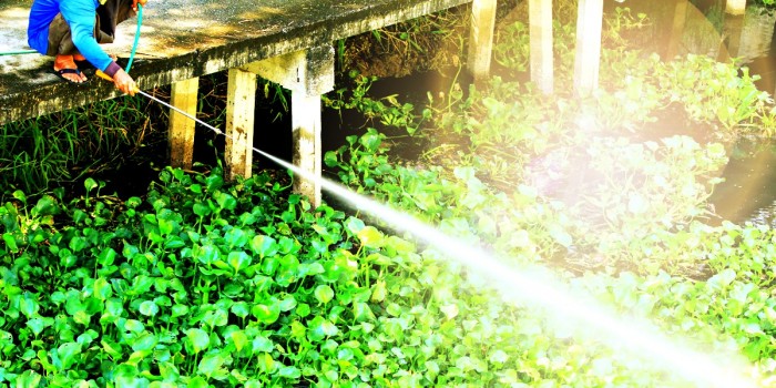Glyphosate Herbicides Plus Sun Exposure is A Deadly Combination