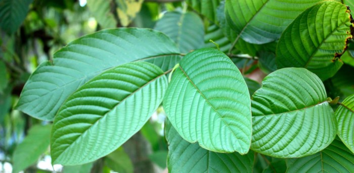 6 Amazing Health Benefits of Kratom