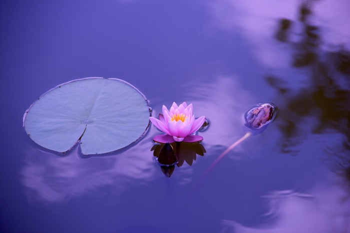 Study Finds Link Between Meditation and Wisdom