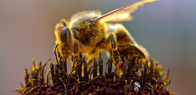 Maryland Makes History by Banning Bee-Killing Pesticide