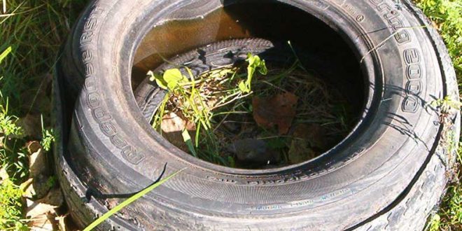 Simple Mosquito Trap Made With Old Tires 7 Times More Effective Than Other Means