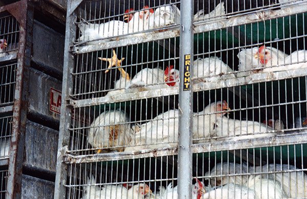 15 Things The Egg and Chicken Industry Does Not Want You To Know
