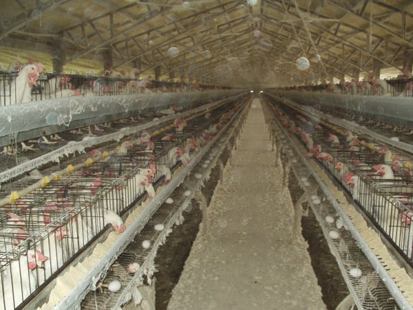 2.Chickens-in-Battery-Cages-on-Egg-Farm