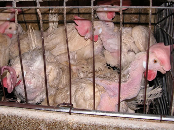 Animal_Abuse_Battery_Cage_01