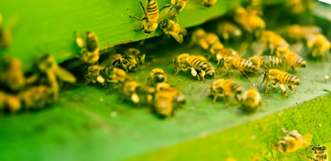 Nearly Half the Nation’s Bee Colonies Wiped Out in Just One Year