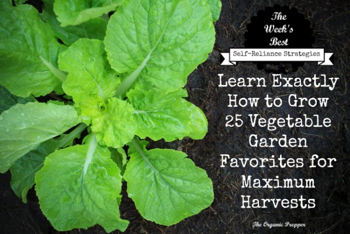 Learn Exactly How to Grow 25 Vegetable Garden Favorites for Maximum Harvests