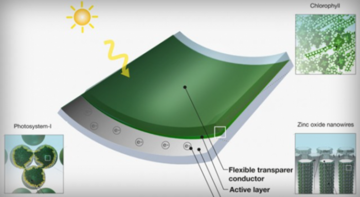 Researcher Creates Solar Panels From Grass Clippings