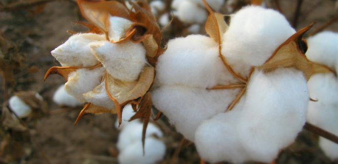 Monsanto’s Cotton Rejected Again: Burkina Faso Brings Back Indigenous Varieties