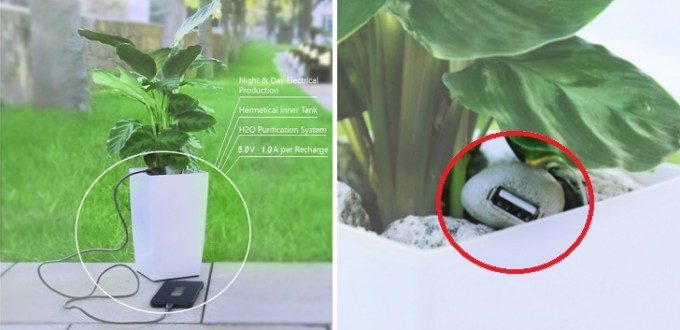 Did You Know That A Houseplant Has the Energy to Charge a Smart Phone?