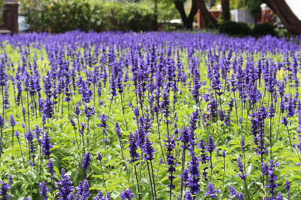 The Good-Mood Garden: Crops That Fight Depression Part II