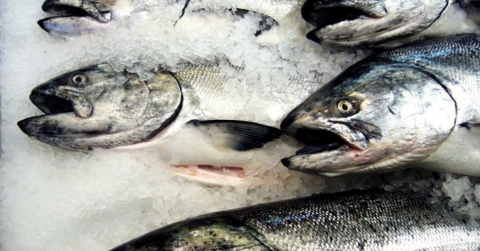 Canada Rules GM Salmon Needs Testing Before Commercial Production Rollo Bay, PEI Site