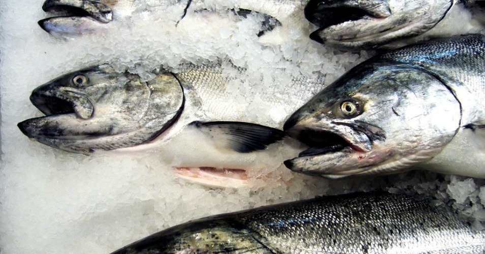 Canada gm salmon