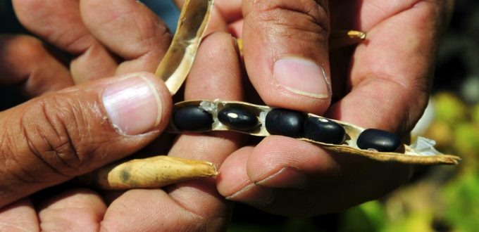 Seed Guardians: These Indigenous Women Protect Future Plant Biodiversity