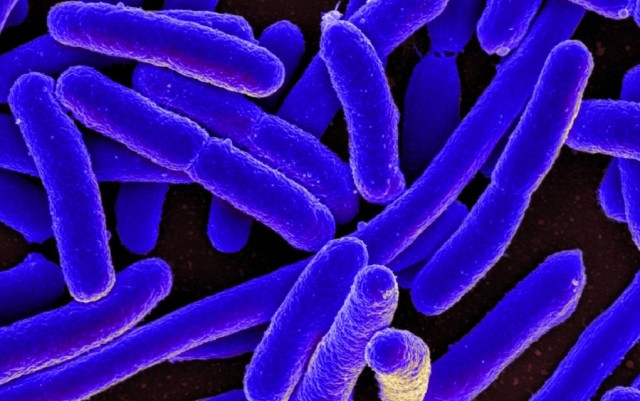 End of the Road for Antibiotics? Researchers Find Person Inside U.S. Carrying Bacteria Resistant to Last Resort Antibiotics