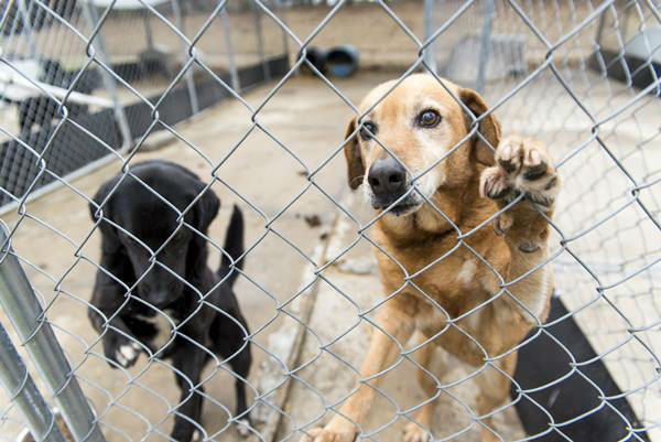 Animals Now Listed As “Sentient Beings” Rather Than Property In Quebec