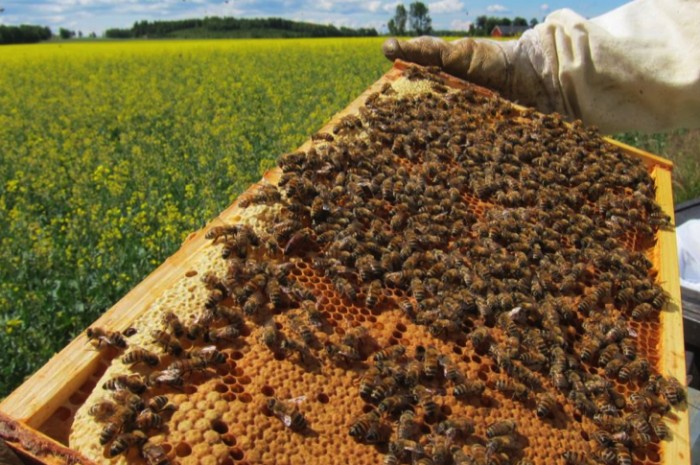 37 Million Bees Instantly Dropped Dead After Farms Started Spraying Neonicotinoids On GMO Crops