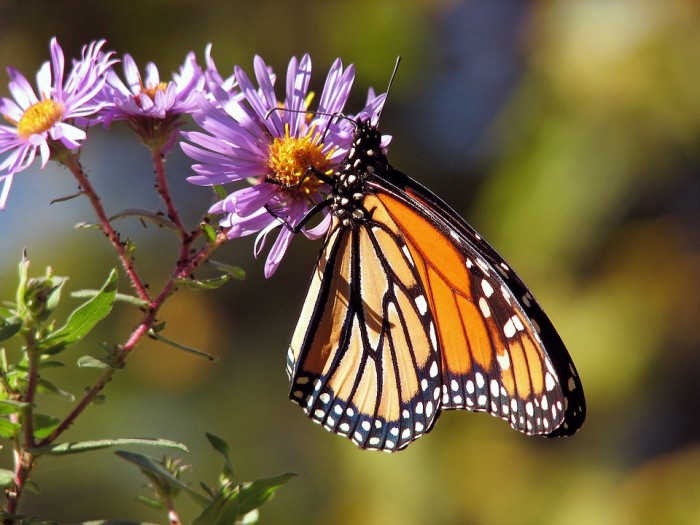 These 5 Flowers Can Save Monarch Butterflies
