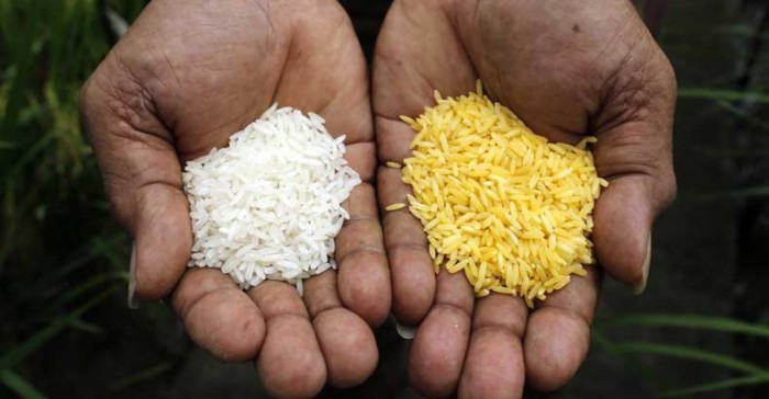 Despite Dumping Millions into GMO Rice, Study Shows they Still Can’t Compete With Natural Version
