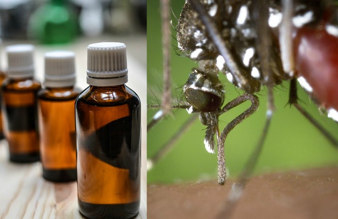 Mix and Match: Using Essential Oils to Create Personalized Insect Repellent