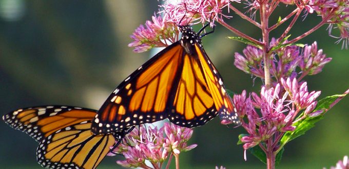 Bees and Butterflies Just Got a 1,500-Mile Highway to Save Their Lives