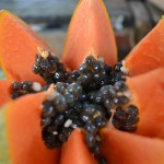 Papaya Power: Healing Qualities of This Tropical Fruit