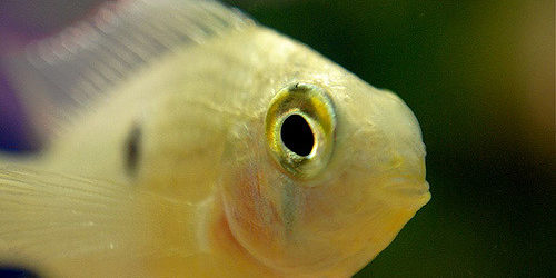 Micro-plastics Threaten Ocean’s Ecosystem: Juvenile Fish are Becoming Addicted to Micro-beads