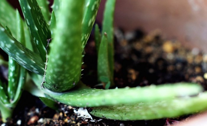 Save Money: Propagate Your Own Baby Aloe Vera Plant