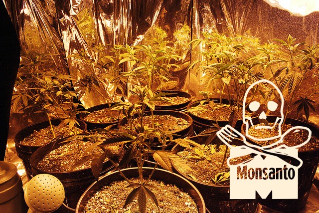 Monsanto, Bayer, and the Push for Corporate Cannabis