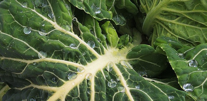 Grow Your Own Collard Greens