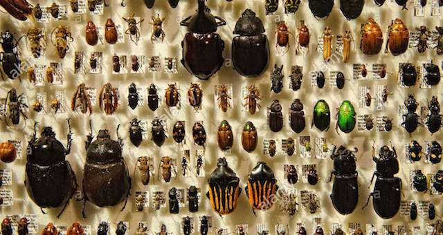 Conservationist Warns: An “Unnoticed Apocalypse” of Insects Should Concern Everyone