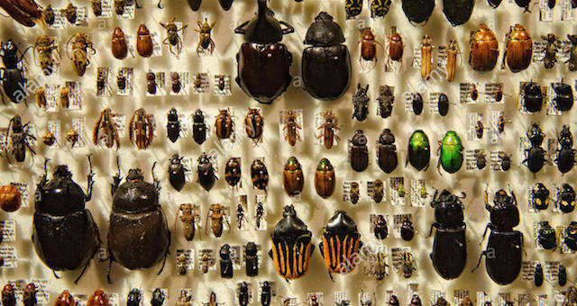 Not Just Bees, All Insects are in Decline and Heading for Extinction