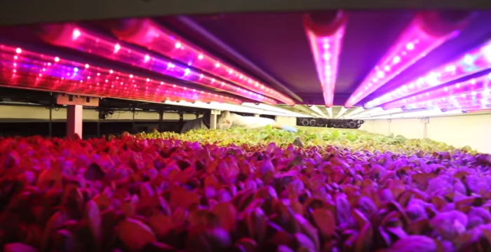 This Aeroponic Vertical Farm Uses 95% Less Water, Brings Local Food to Cities