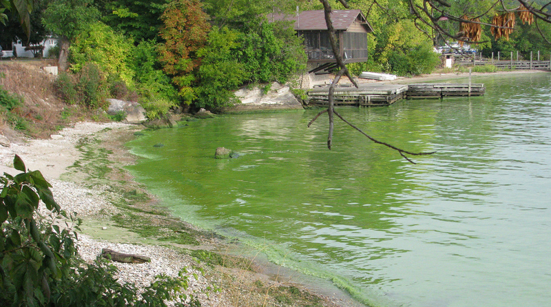 Harmful algae bloom. Kelley's Island, Ohio. Lake Erie. September 2009.