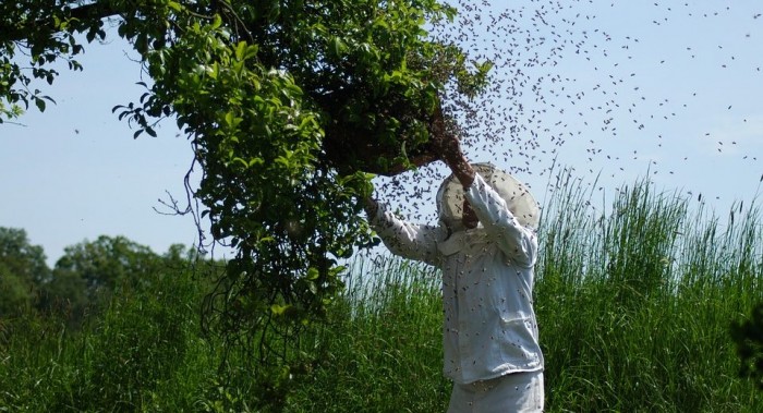 These Beekeepers Are Saving the Forest and Producing Honey at the Same Time