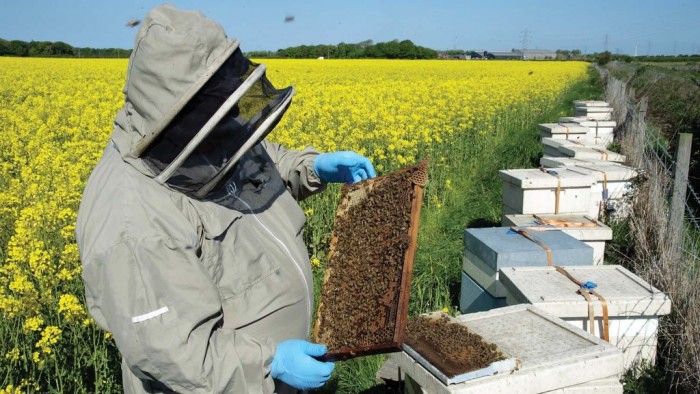Monoculture Farming with Pollinator-Dependent Crops Threatens Food Security, Study Suggests