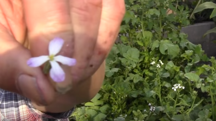 18 Delicious Edible Flowers from Common Garden Vegetables