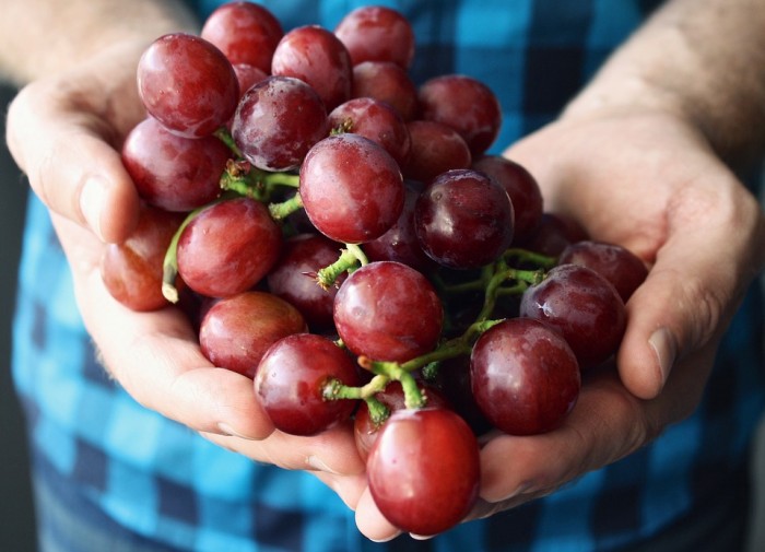 Grapes Promote Resilience Against Depression