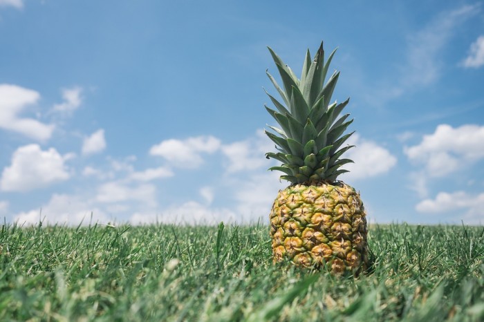 How To Grow Pineapples Like a Pro!