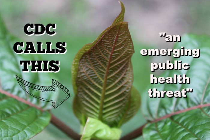 CDC Alleges Kratom is Contaminated With Salmonella, MSM Blows it Up