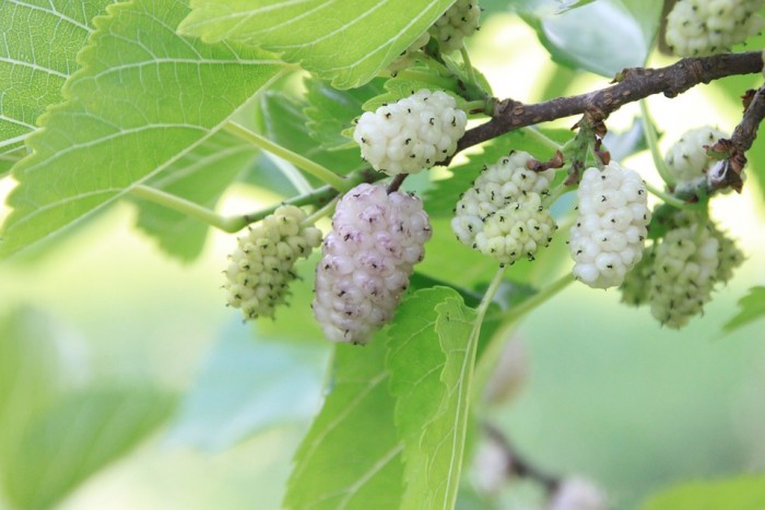 5 Reasons to Love White Mulberry