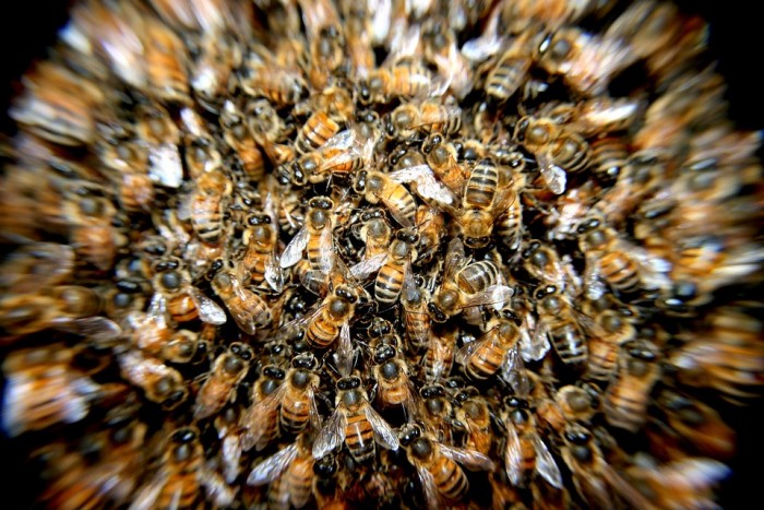 Is Geoengineering the Cause of High Levels of Aluminum in Bumblebees?